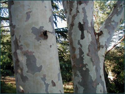 Eucalyptus citriodora  - trunks.