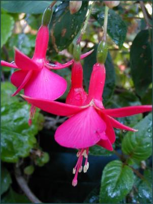 u22/yvonneii/medium/10079494.Fuchsia.jpg