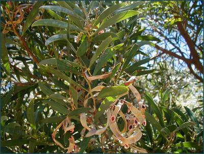 Acacia Melanoxylon seedpods.