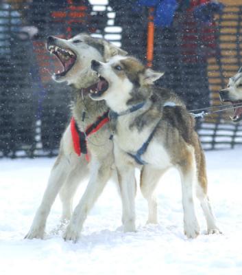 Wolfish dogs