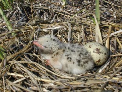 Gull chick and egg.