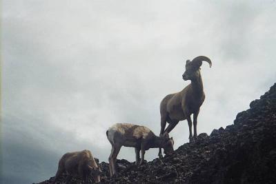 Bighorn on Washburn