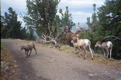 More bighorn on Washburn trail.