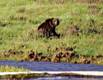 Bears00010604 8X6.jpg