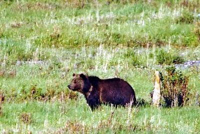 Bears00070604 8X6.jpg
