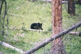 Black bear cub.