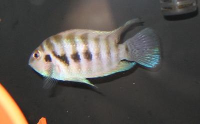 2 Male