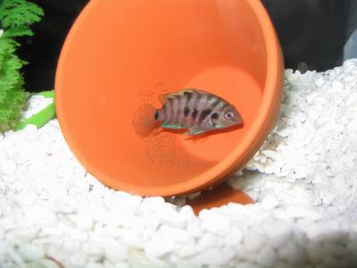 Female fanning eggs [ Day 1]