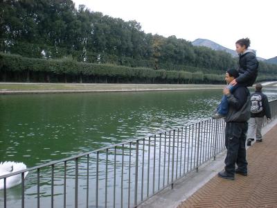 Scaring the Swan away