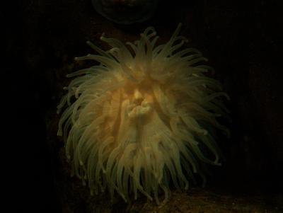 Old Man Anemone