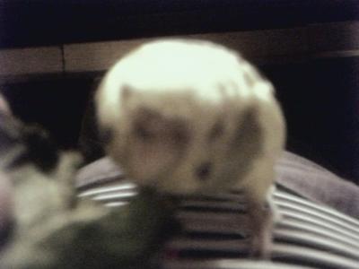 my parakeet, pringles eating lettuce
