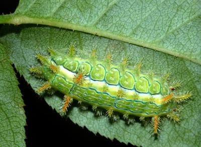caterpillar 6