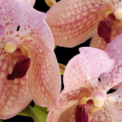 vanda pale pink 3 detail