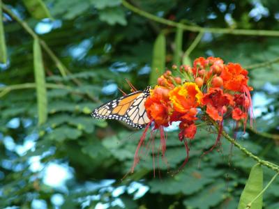 Monarch Butterfly on Royal Kahili Flowers