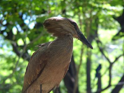 Hammerkop #1