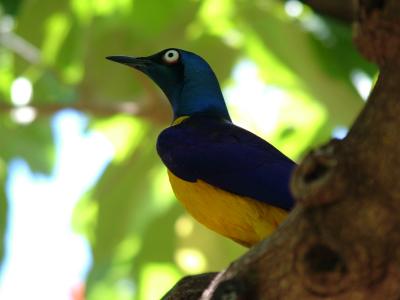 Pretty Blue Bird