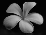 Title image (Plumeria)