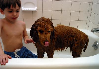 Wet Dog