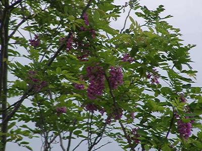 On the bluff - locust tree?