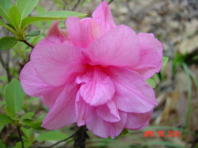 Pink Camellia