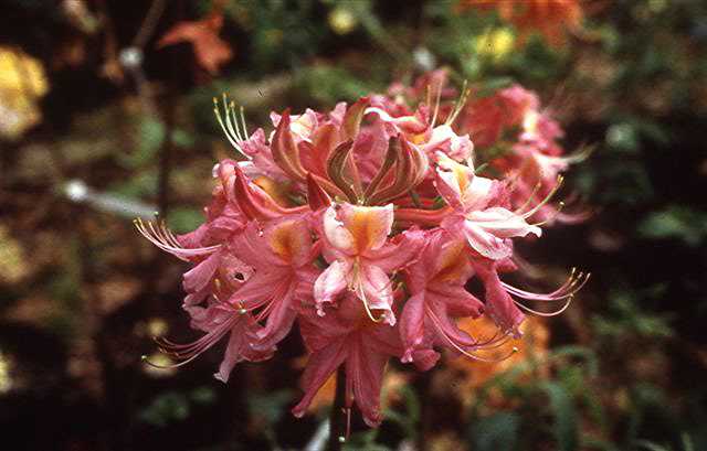 Flirtation Pink