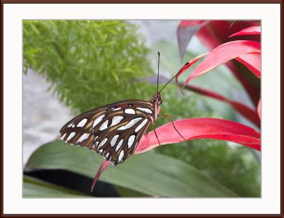 butterfly4.jpg