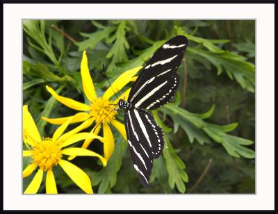 butterfly 6.jpg