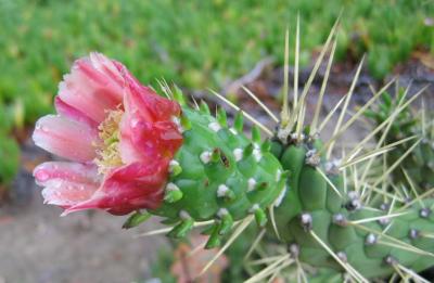 A Cactus Blooms with Morning Dew