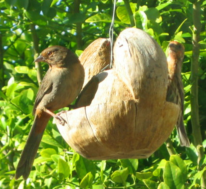 Bird eating seeds by the window
