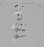 Ring-billed Gull pbase 1-11-03.JPG