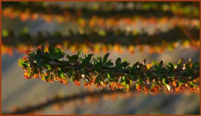 Fall Ocotillo