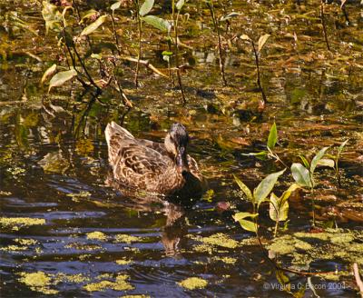 Ducking Around In Pond Waters