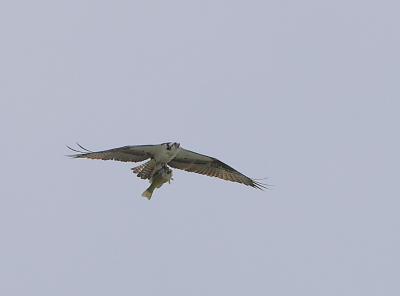 Osprey with a Small Mouth Bass