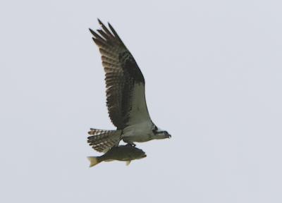 Osprey 3