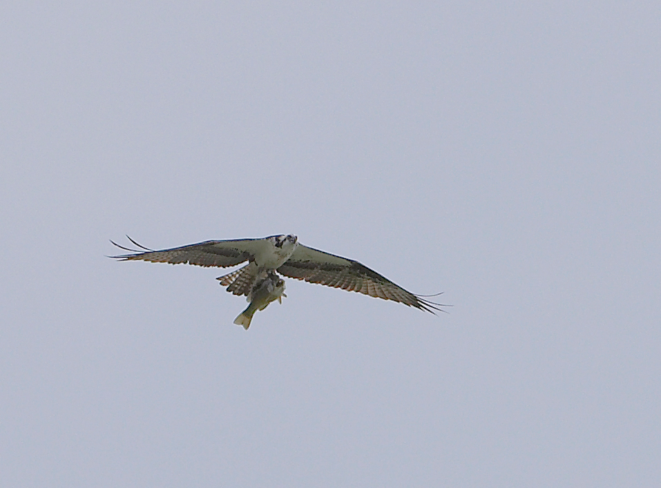 Osprey 1