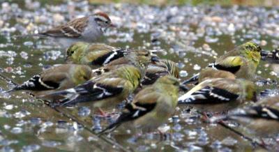 Goldfinch Party