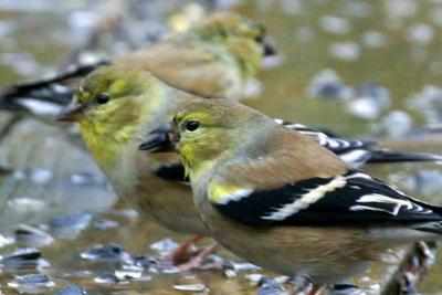  Goldfinch Party II