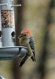 FEMALE RED BELLIED WOODPECKER