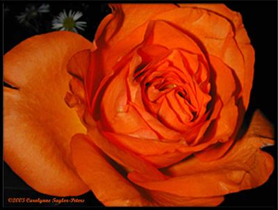  Another rose in the bouquet  ...