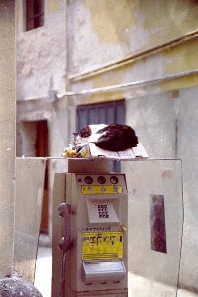 Cat nap, Venice (1987)
