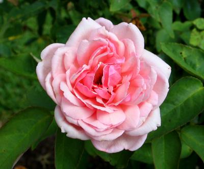 PINK-ROSE FOR GAYLE.jpg