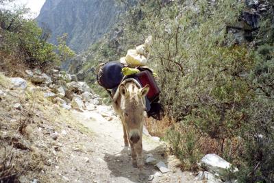 burro.jpg