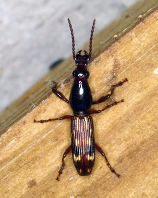 13006 Oak Timberworm Beetle