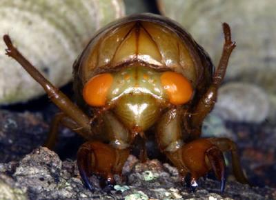  14548 Cicada Larva