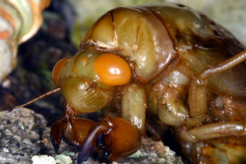  14552 Cicada Larva