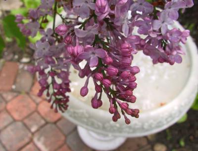 Lilacs over birdbath