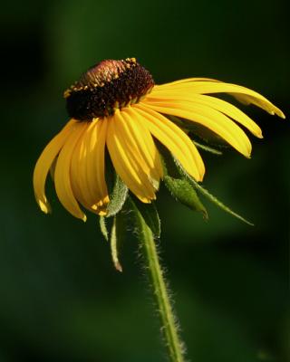 Susan Sunning