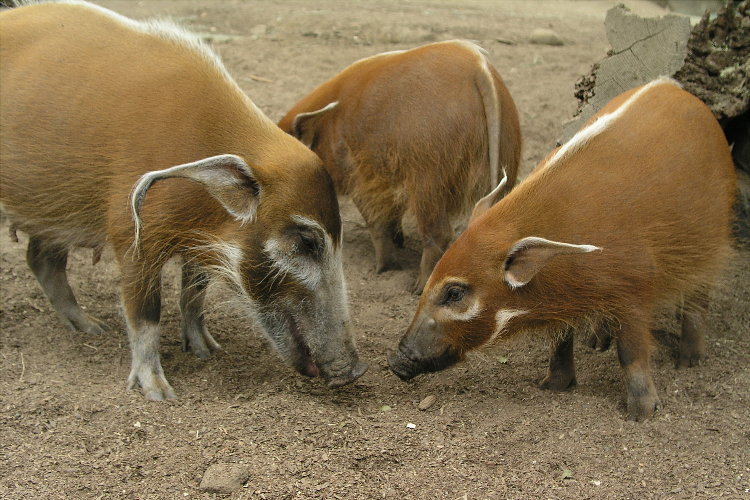 Meeting Of The Minds<br><i>San Diego Zoo</i><br><br><br>