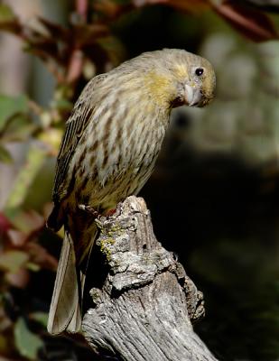 Juvenile House Finch.jpg