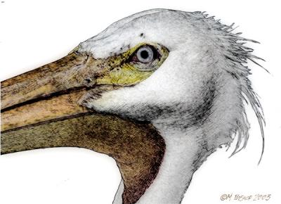 Pelican-sketch.jpg